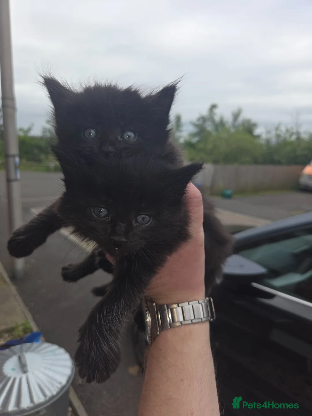 Mixed Breed cats for sale: Main coon British short hair cross in Cardiff - Advert 1