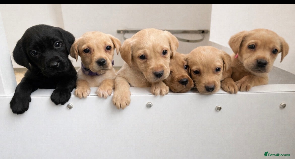 Labrador Retriever dogs 7 kc Labrador pups  - Advert 1