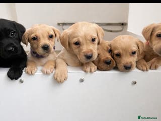 Labrador Retriever dogs 7 kc Labrador pups - Advert 1