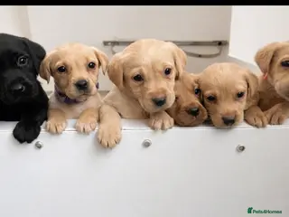 Labrador Retriever dogs 7 kc Labrador pups - Advert 14