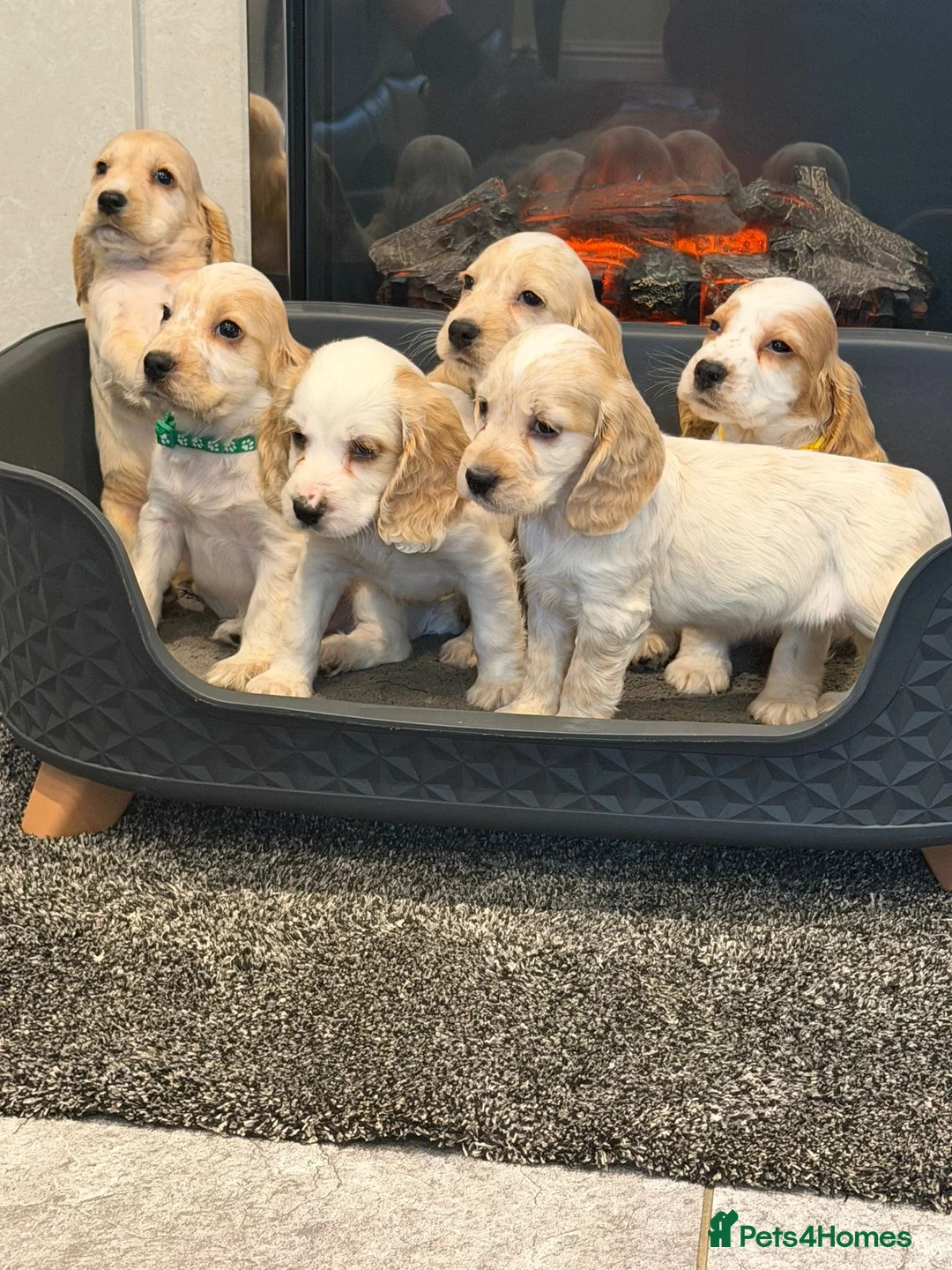 Cocker Spaniel dogs for sale: Beautiful adorable show type cocker spaniels - Advert 3
