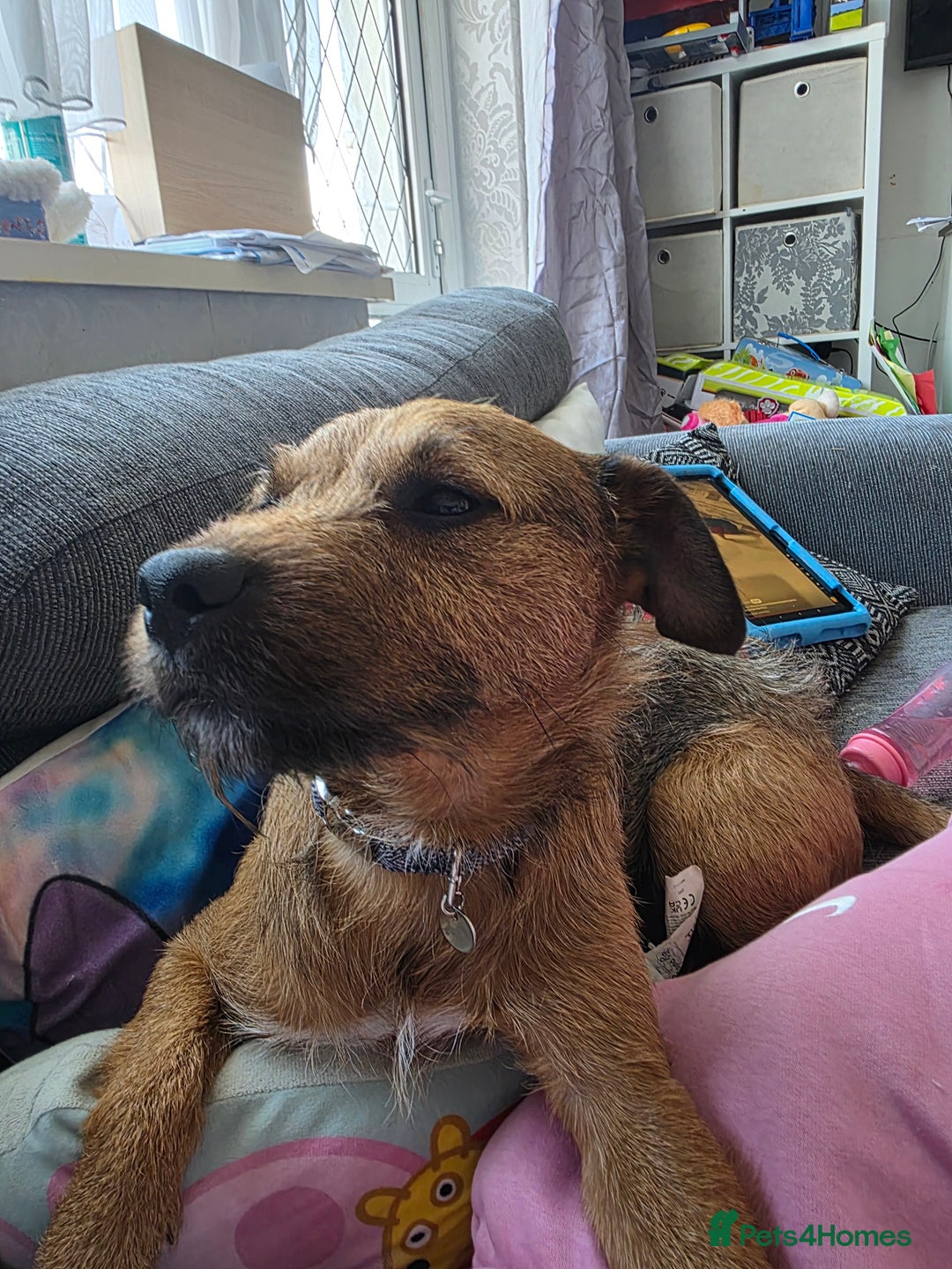 Patterdale Terrier dogs for sale: Adult dog - Image 1