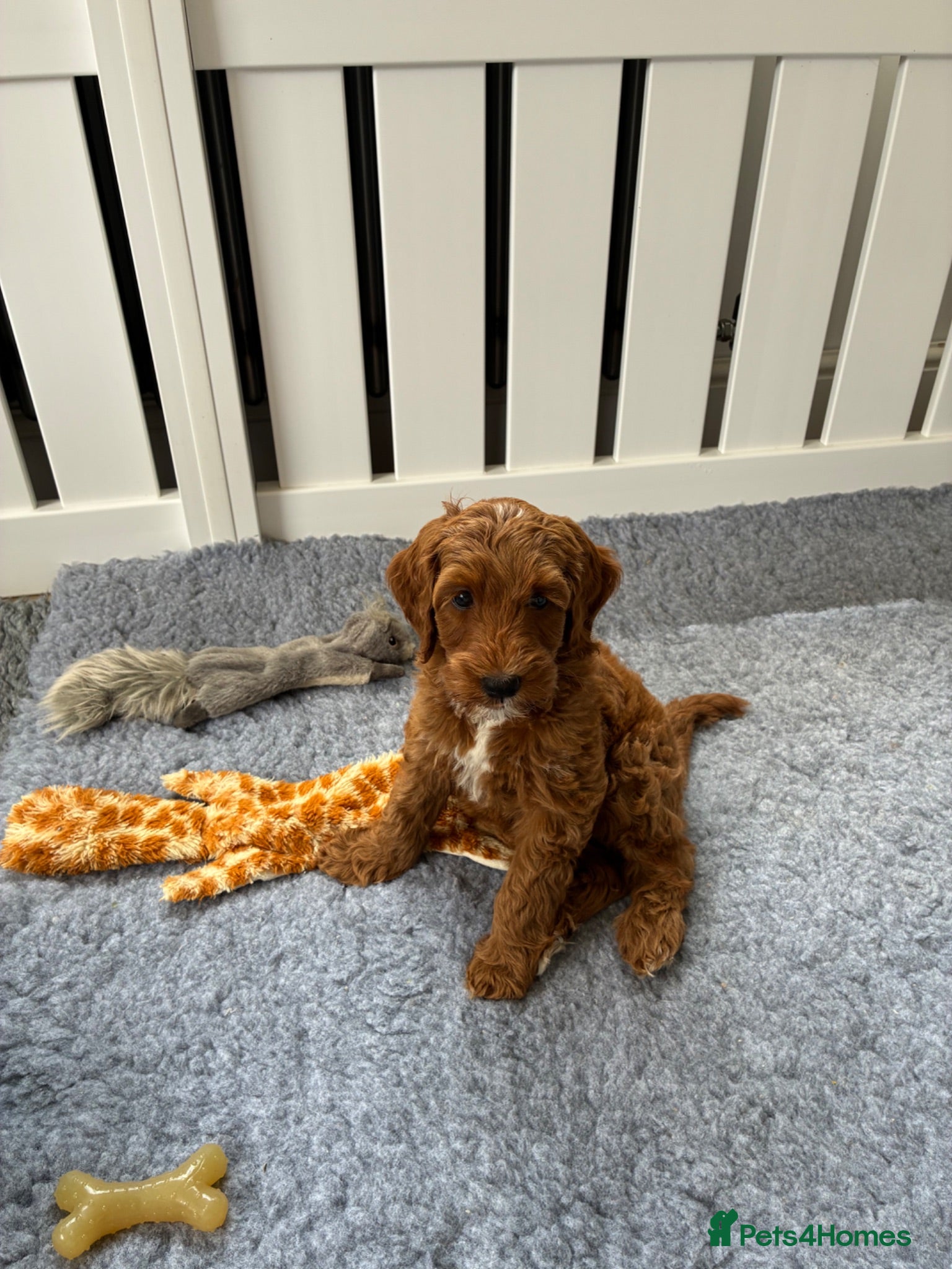 Australian Labradoodle dogs Australian Labradoodle - Advert 2