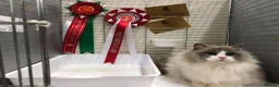Ragdoll cats for sale: 🥇AWARD WIN 🏆 GCCF RAGDOLL KITTENS  - Advert 24
