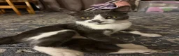 Mixed Breed cats for sale: Misho needs a new home  in Plymouth - Advert 1