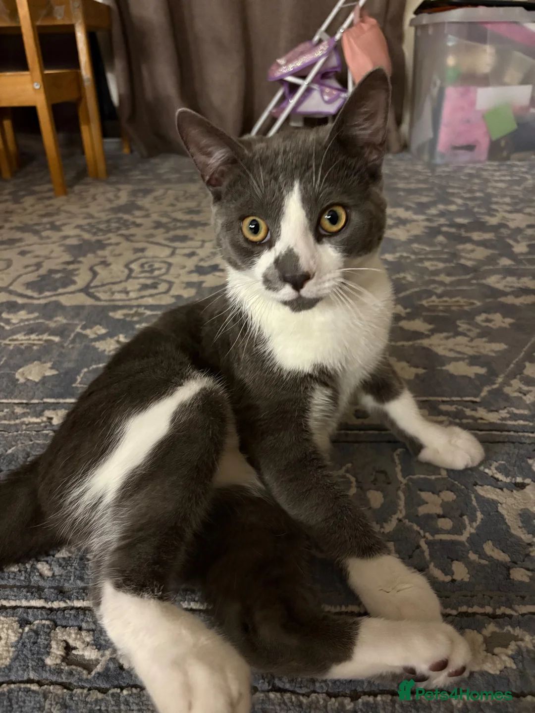 Mixed Breed cats for sale: Misho needs a new home  in Plymouth - Advert 1