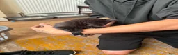 Mixed Breed cats for sale: Kittens in Great Yarmouth - Advert 4