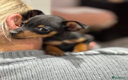 Miniature Pinscher dogs for sale: Not KC Reg Miniature Pincher Girl - Image 21