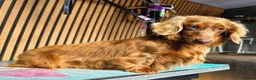 Miniature Dachshund dogs for stud: **RogueRoyales Stud Cartier** PRA Clear  - Advert 7
