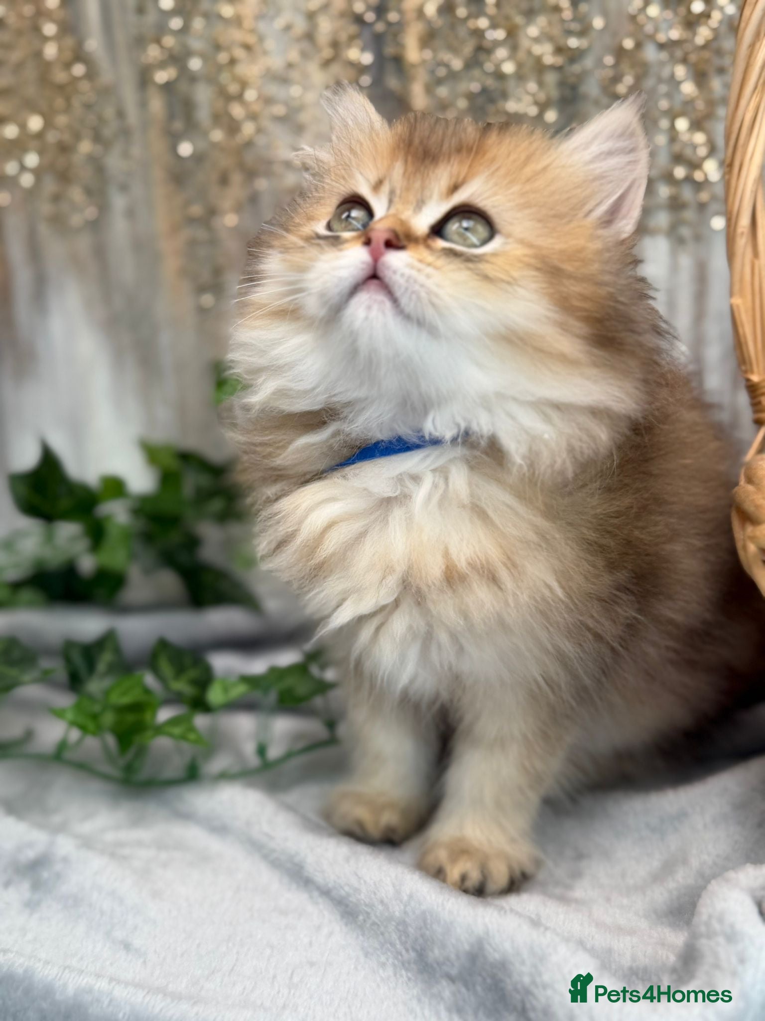 British Longhair cats British Longhair stunning TICA boy - Advert 10
