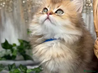 British Longhair cats British Longhair stunning TICA boy - Advert 5