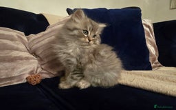 Siberian cats for sale: Beautiful fluffy Siberian kittens - Advert 6