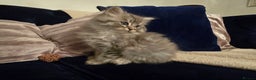 Siberian cats for sale: Beautiful fluffy Siberian kittens - Advert 6
