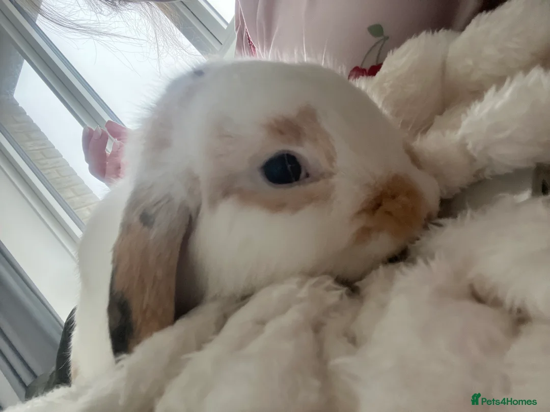 English Lop rabbits for sale: Lop bunny’s  in Stevenage - Advert 2