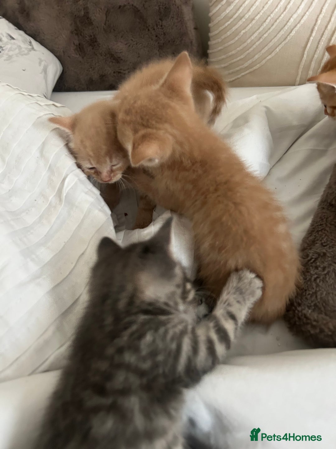Mixed Breed cats for sale: Beautiful Kittens for sale - Image 29