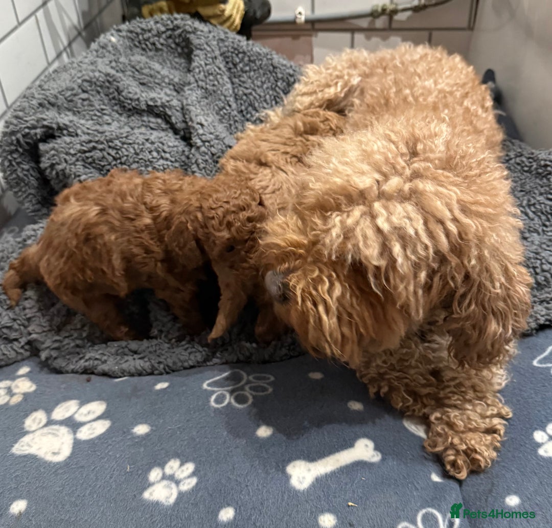 Maltipoo dogs for sale: Maltipoo pups ready to go around 22nd December - Advert 4