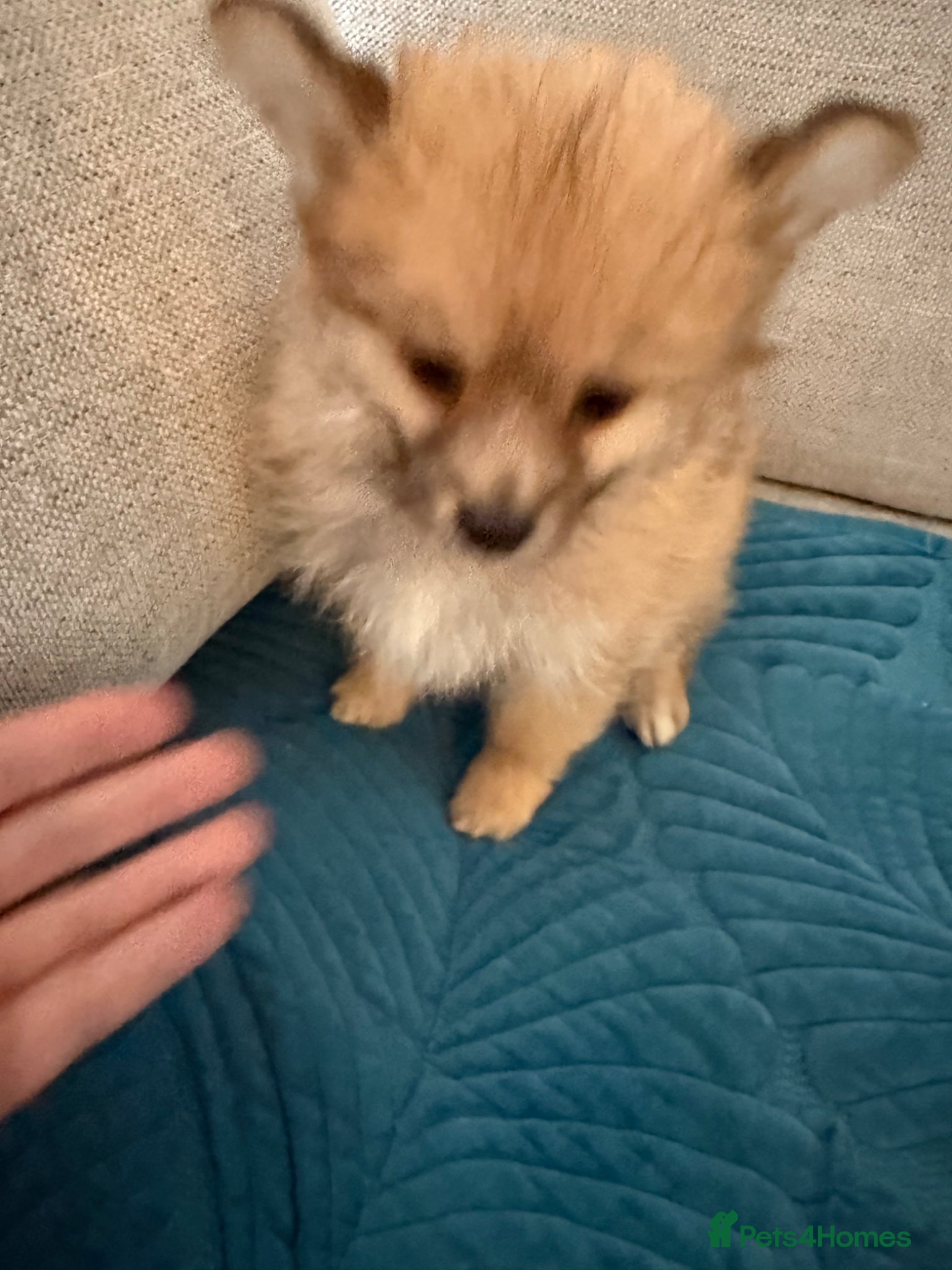 Mixed Breed dogs RARE-LAST BOY Shirarian champion lines  - Advert 2