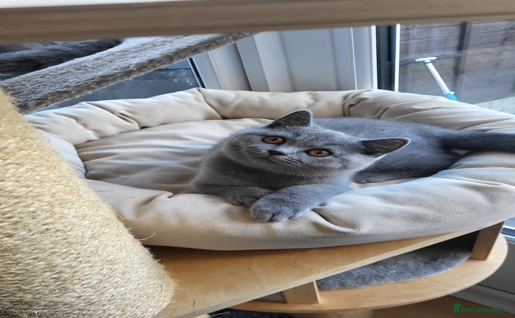 British Shorthair cats - Advert 13