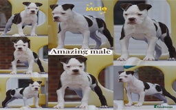Olde English Bulldogge dogs for sale: COUNCIL APPROVED 5⭐️RATED.. 23 YEARS EXPERIENCE  - Image 2