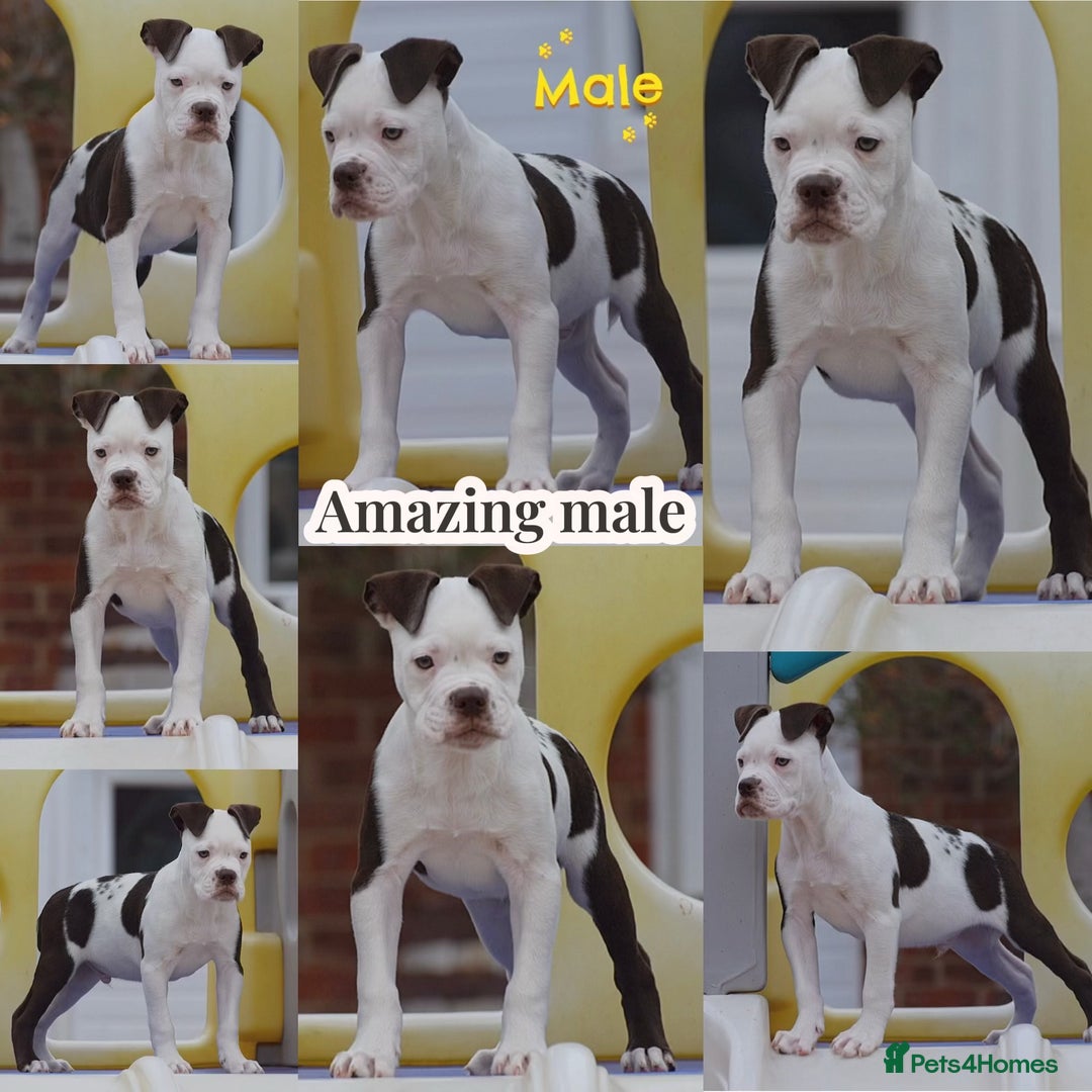 Olde English Bulldogge dogs for sale: COUNCIL APPROVED 5⭐️RATED.. 23 YEARS EXPERIENCE  - Image 2