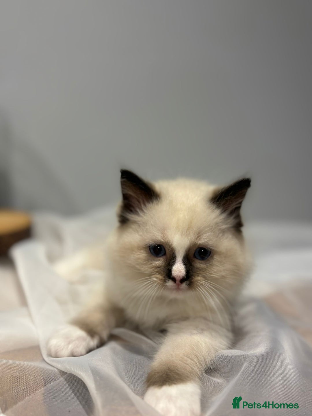 Ragdoll cats for sale: Purebred ragdoll kittens.1 girl & 3 boys-ready now - Advert 11