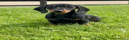 Dachshund dogs for sale: Stunning miniature dachshund fully vaccinated  - Advert 3