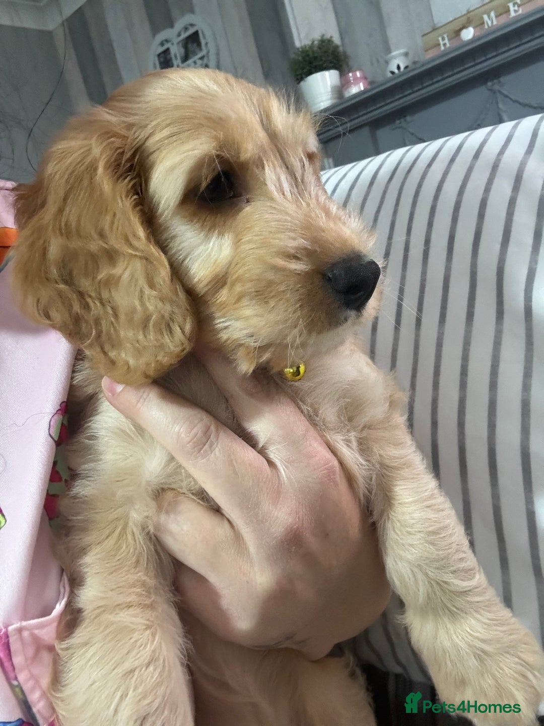 Cockapoo dogs for sale: F1 miniature cockerpoos  in Stoke-on-Trent - Image 14