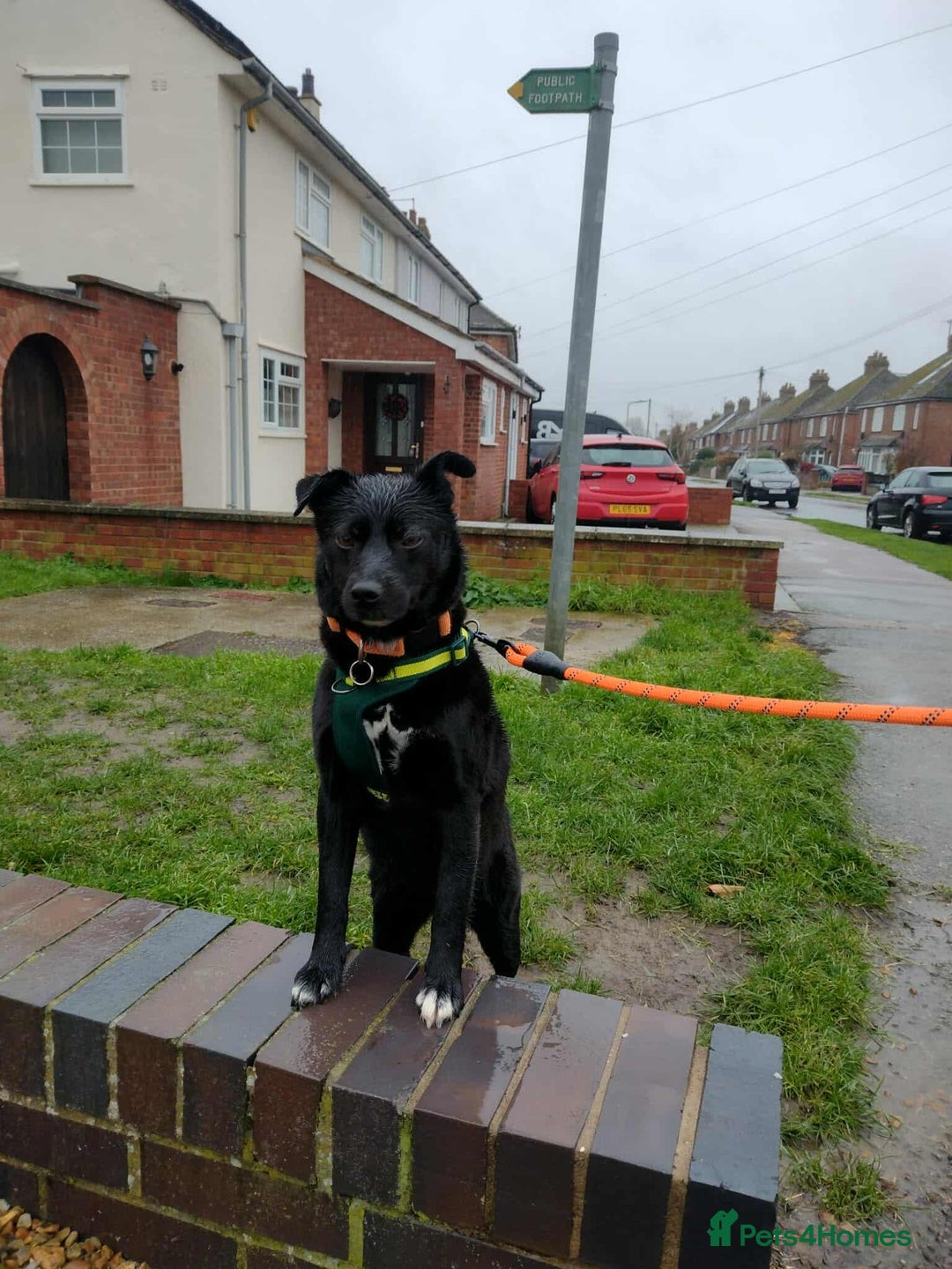 Mixed Breed dogs for adoption: Spirit is looking for her forever home! - Advert 3