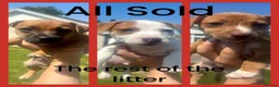 Jack Russell dogs for sale: 🐶 Beautiful 10-Week-Old Female Jack Russel Puppy - Advert 9