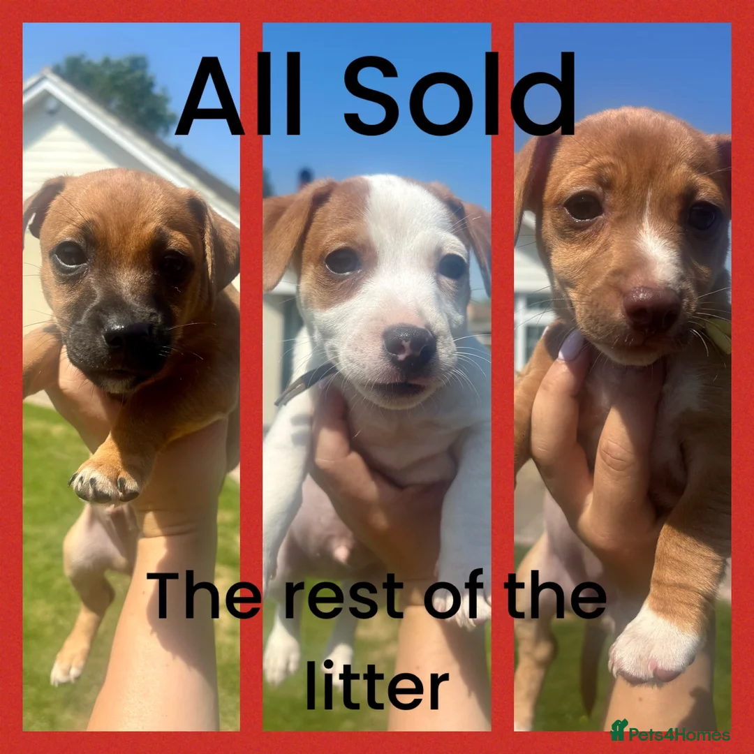 Jack Russell dogs for sale: 🐶 Beautiful 10-Week-Old Female Jack Russel Puppy - Advert 9