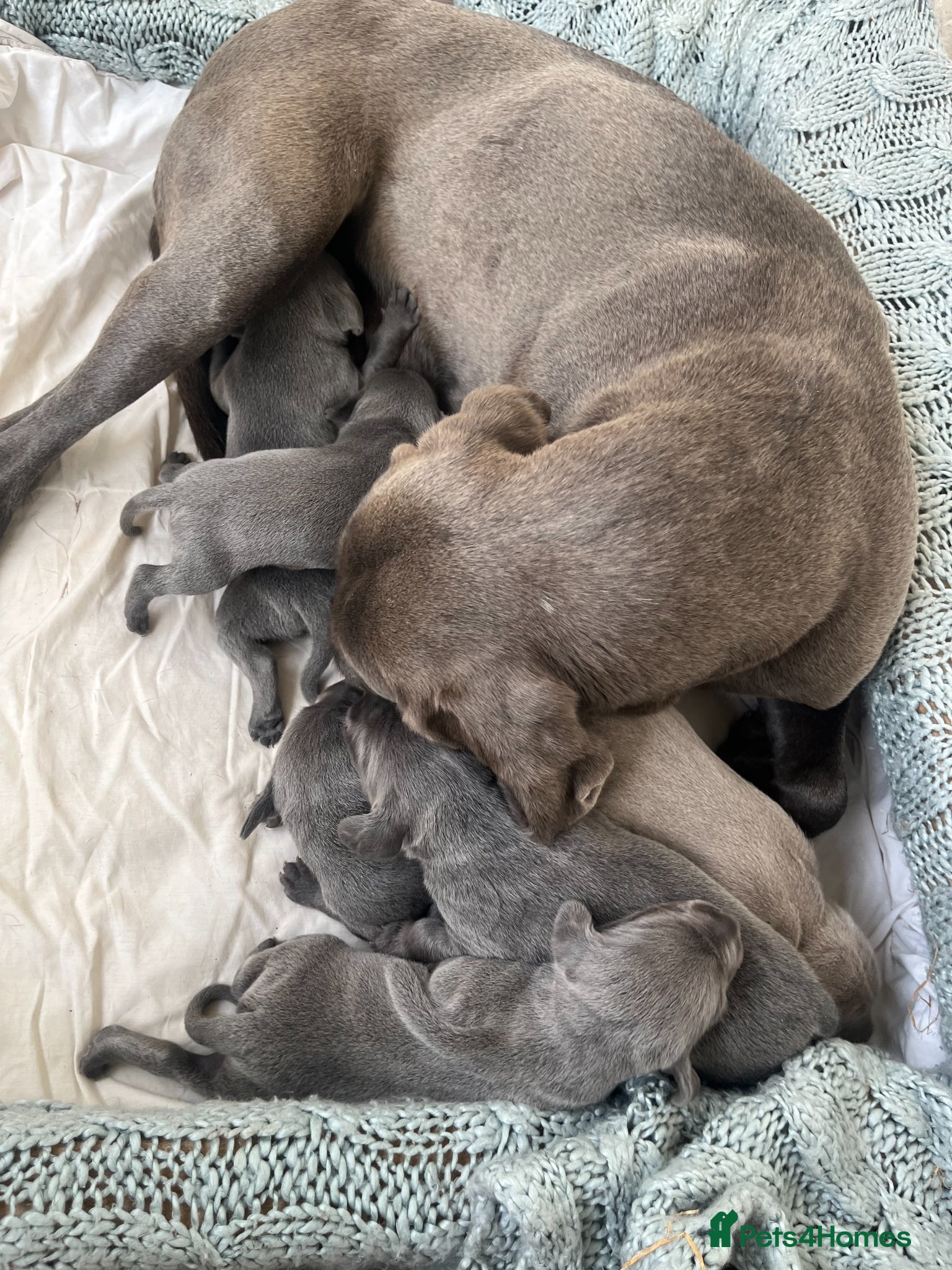 Weimaraner dogs for sale: BLUE and SILVER Purebred pups from KC reg Weims - Advert 5