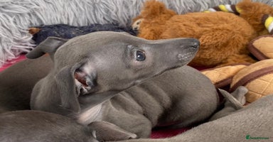 Italian Greyhound dogs - Advert 14