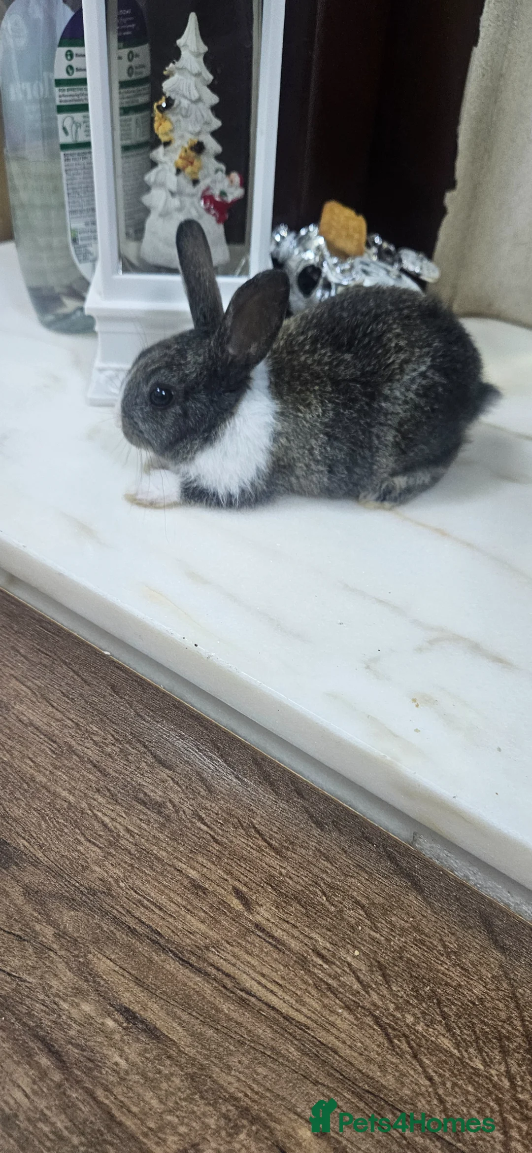 Mixed Breed rabbits for sale: They are mix Rex and Dutch  - Advert 2
