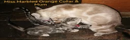 Bengal cats for sale: Beautiful Bengal Silver Marbled and Snow girls.  - Advert 5