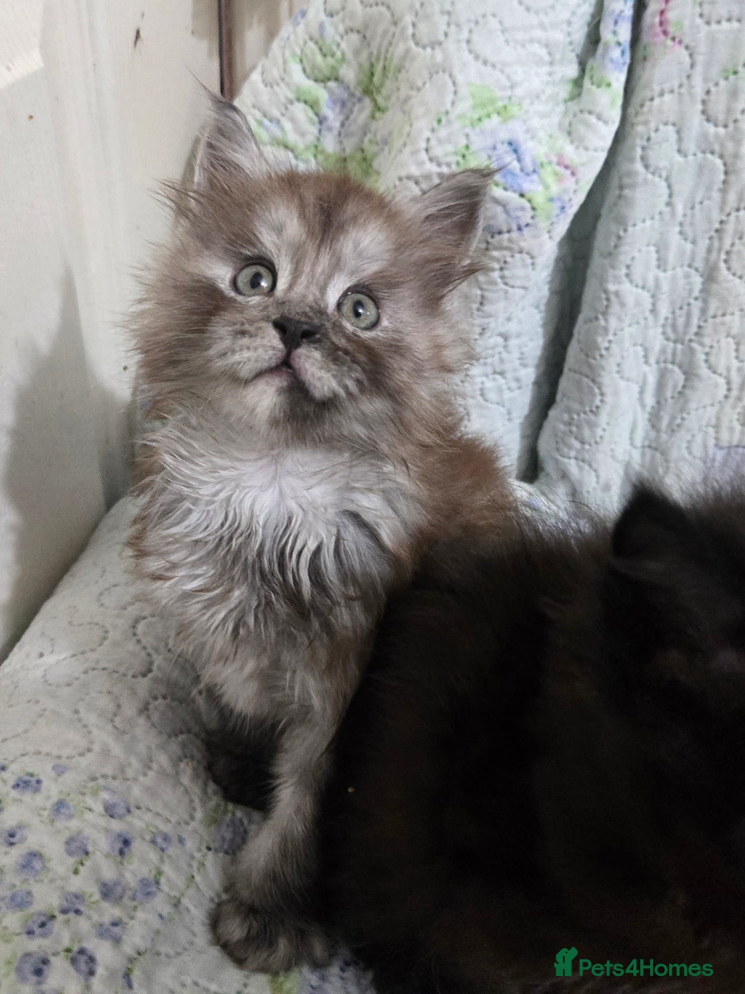 Maine Coon cats for sale: Stunning GCCF Maine Coon babies - Image 5