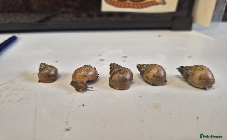 Snails invertebrates - Advert 1