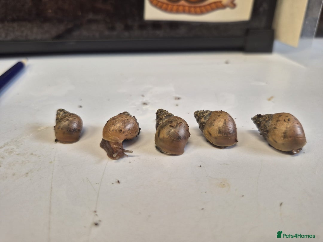 Snails invertebrates for sale: Giant Land Snail Babies - Image 1