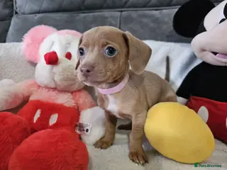 Dachshund dogs Ready to leave fantastic mini Dachshund Puppies - Advert 5