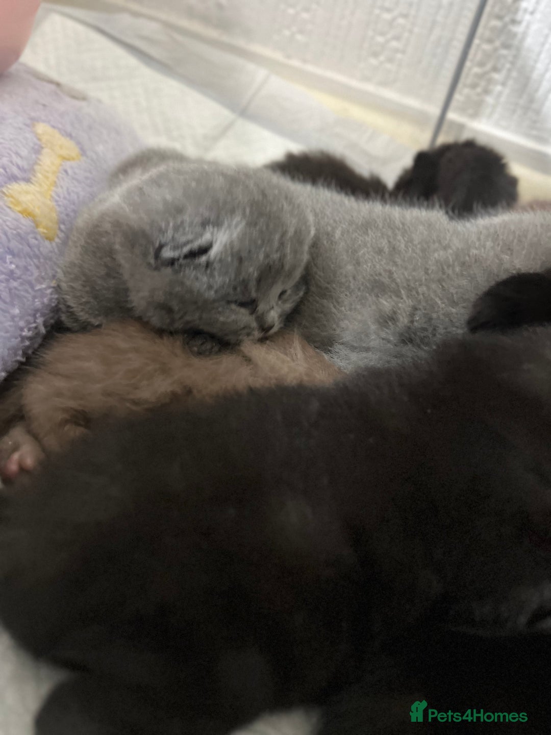 British Shorthair cats for sale: British short hair kittens - Image 11