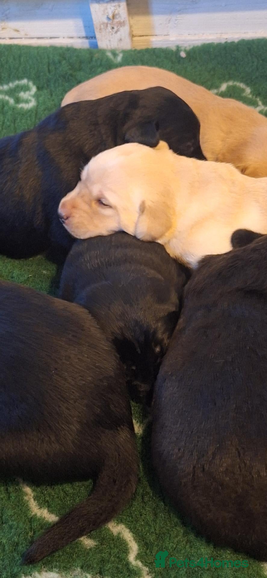 Labrador Retriever dogs Labrador Pups from Championship Lines - Advert 7