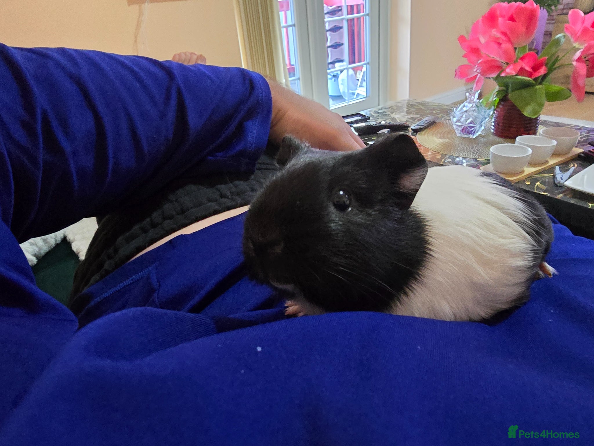 Guinea Pig rodents I'm selling my guinea pigs. - Advert 17