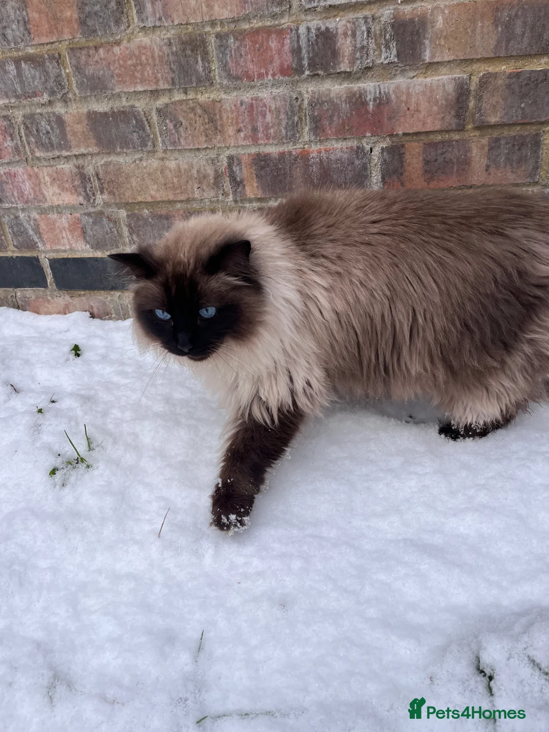 Ragdoll cats for sale: ragdoll for adoption in Newmarket - Advert 1