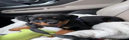 Rottweiler dogs for sale: Beautiful Rottweiler Puppy Looking for a Home in London - Advert 3