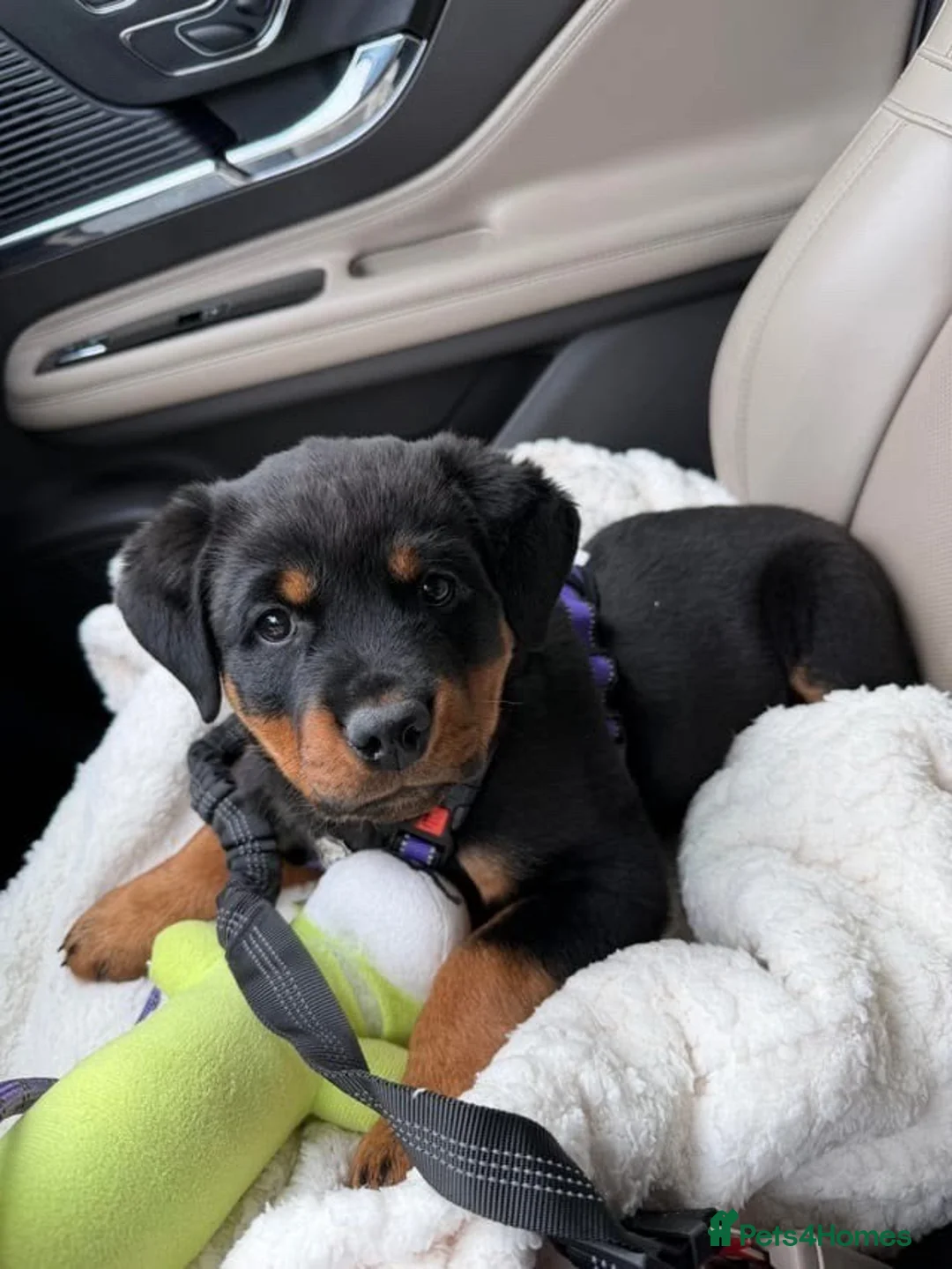 Rottweiler dogs for sale: Beautiful Rottweiler Puppy Looking for a Home in London - Advert 3