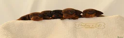 Miniature Dachshund dogs for sale: KC HEALTH TESTED MINIATURE DACHSHUNDS- LICENSED  - Advert 7