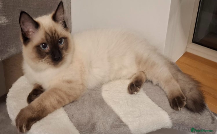 Ragdoll cats - Advert 7