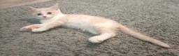 British Shorthair cats for sale: Stunning short haired kittens  - Advert 5