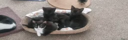 Mixed Breed cats for sale: Beautiful kittens  looking for loving families! - Advert 1