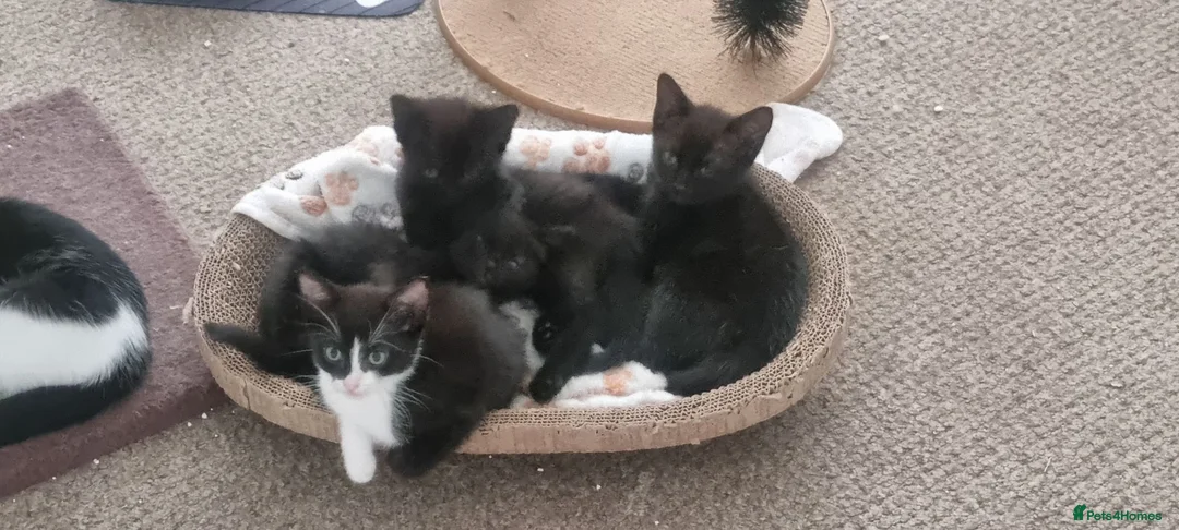 Mixed Breed cats for sale: Beautiful kittens  looking for loving families! - Advert 1
