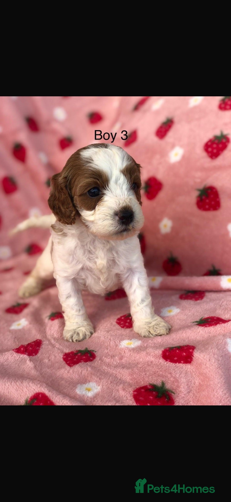Cavapoo dogs Stunning F1B cavapoo puppies Champion bloodline  - Advert 3